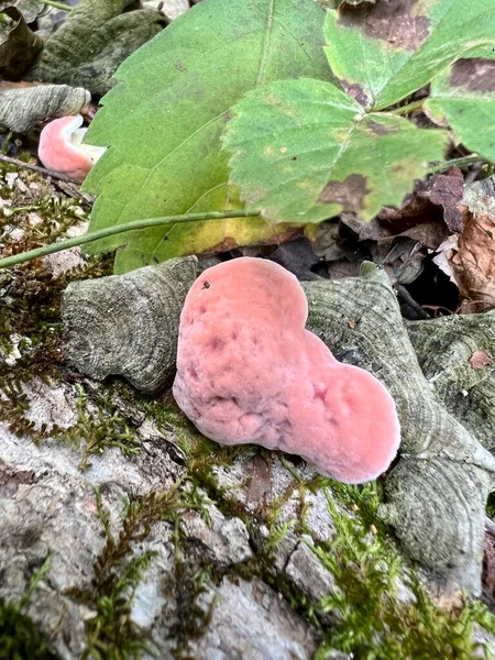 Incarnatus Aka Phlebia Incarnata Coral Colored Shelf Mushroom Which Grows — Foto de Stock