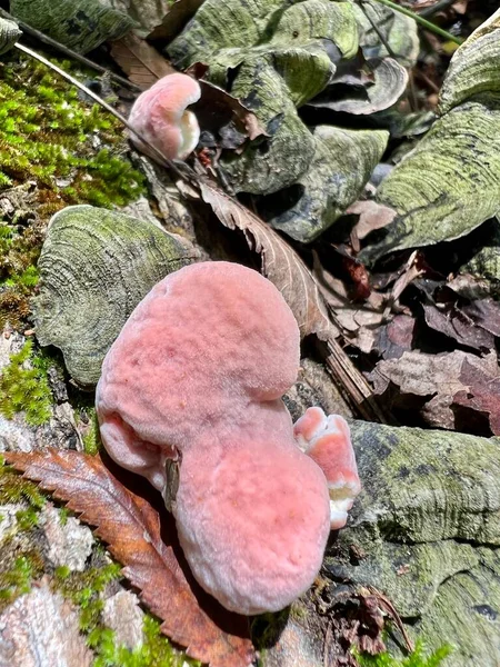 Incarnatus Aka Phlebia Incarnata Coral Colored Shelf Mushroom Which Grows — стоковое фото