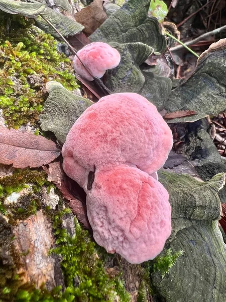 Incarnatus Aka Phlebia Incarnata Coral Colored Shelf Mushroom Which Grows — Fotografia de Stock