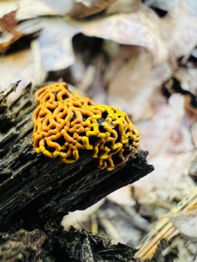 Portakal, simit şekilli balçık küfü ölü ahşap üzerinde bulunur. Bilimsel adı Hemitrichia Serpula 