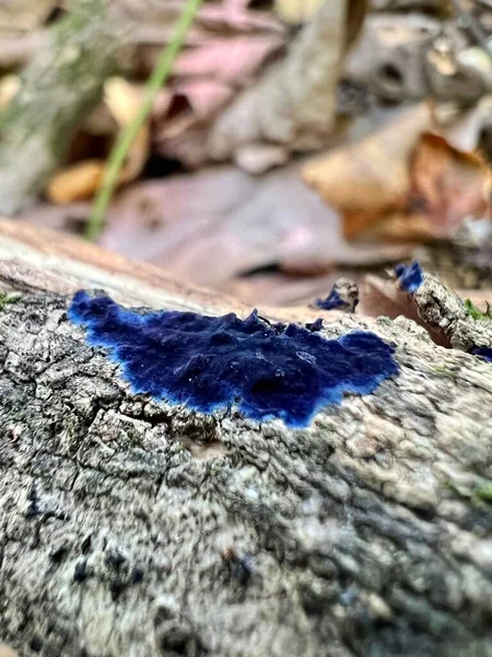 Terana Caerulea Genellikle Kobalt Kabuk Mantarı Kadife Mavisi Olarak Bilinir — Stok fotoğraf