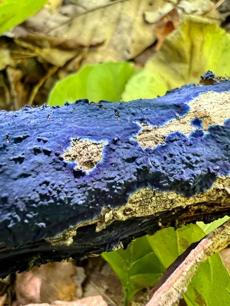 Terana Caerulea Allgemein Bekannt Als Kobaltkrustenpilz Oder Samtblau Gewöhnlich Warmen — Stockfoto