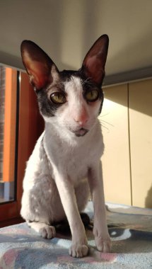 Bir Cornish Rex kedisi balkondaki bir yatakta oturur..