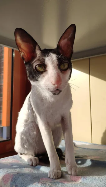 Um gato Cornish Rex senta-se em uma cama em uma varanda. — Fotografia de Stock