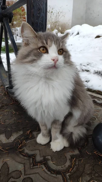 Fluffig katt med gula ögon går på gatan på vintern. Grå vit katt. — Stockfoto