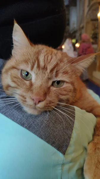 O gato vermelho abraça um homem pelo ombro. Animais sem abrigo. — Fotografia de Stock