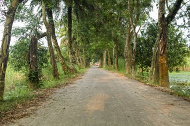 Bangladeş 'in kırsal kesiminde yol kenarında ağaçlarla dolu uzun bir patika.
