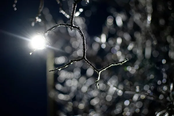 Branch Covered Ice Background Lantern Backlight Night Bokeh Icy Branches Imagens De Bancos De Imagens Sem Royalties