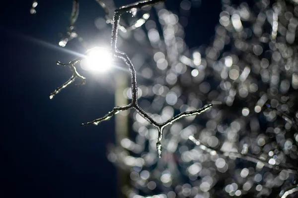 Branch Covered Ice Background Lantern Backlight Night Bokeh Icy Branches Imagens De Bancos De Imagens