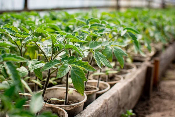 Crescer Tomates Uma Estufa Xícaras Com Solo Fase Crescimento Vegetal Fotos De Bancos De Imagens