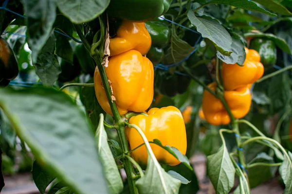 Cultivo Pimentão Cubo Cor Laranja Cresce Uma Fábrica Sucessivamente Uma Fotos De Bancos De Imagens