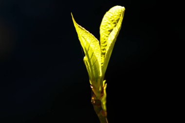 Siyah arkaplanda yeşil yapraklar