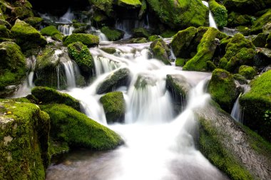 Ormanda güzel bir şelale