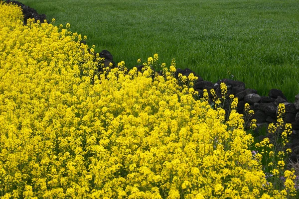 Yellow Field Rape Countryside — Fotografia de Stock
