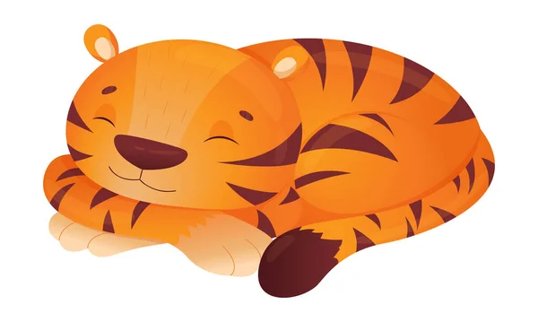 Lindo tigre duerme acurrucado en una bola aislada sobre fondo blanco. Ilustración infantil vectorial de un tigre, ilustración conceptual para vivero, carácter para niños — Archivo Imágenes Vectoriales