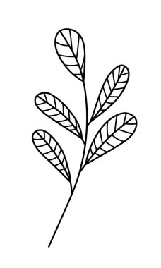 Yaprakları minimalist tarzda olan bir vektör dalı. Beyaz arka planda Sprig izole edilmiş. Çiçek elementleri. El yapımı botanik. Tekstil tasarımı ve tipografi için vektör ögeleri