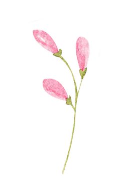 Suluboya çizimi, beyaz arkaplanda izole edilmiş botanik element. Bir set yabani ot ve bahçe bitkisi. Çiçekler, yapraklar, dallar ve diğer doğal elementler.