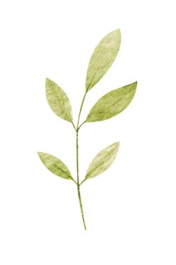 Suluboya çizimi, beyaz arkaplanda izole edilmiş botanik element. Bir set yabani ot ve bahçe bitkisi. Çiçekler, yapraklar, dallar ve diğer doğal elementler.