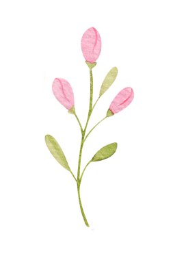 Suluboya çizimi, beyaz arkaplanda izole edilmiş botanik element. Bir set yabani ot ve bahçe bitkisi. Çiçekler, yapraklar, dallar ve diğer doğal elementler.