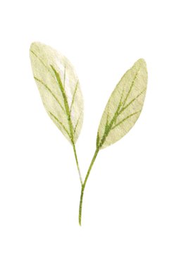 Suluboya çizimi, beyaz arkaplanda izole edilmiş botanik element. Bir set yabani ot ve bahçe bitkisi. Çiçekler, yapraklar, dallar ve diğer doğal elementler.