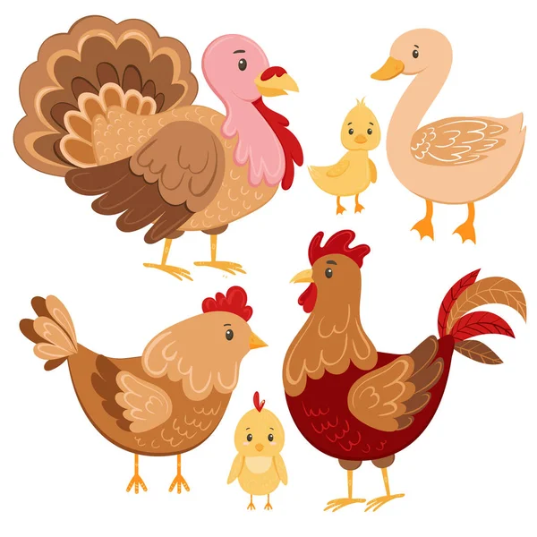 Kyckling gård fåglar vektor illustration set. Tecknad gås, anka, kalkon, kyckling och tupp i tecknad stil. tamfågel handritad, isolerad på vit bakgrund. — Stock vektor