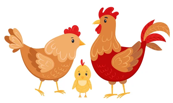 Conjunto vectorial de gallina, gallo, polluelo aislado sobre fondo blanco. Ilustración vectorial plana en estilo de dibujos animados para niños, libros y tarjetas de aprendizaje — Vector de stock