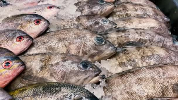 地元の魚市場にきれいに並んでいる生の黒ティラピアのコレクション — ストック動画