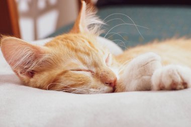 Kanepede uyuyan turuncu kedi çok tatlı ve büyüleyici.