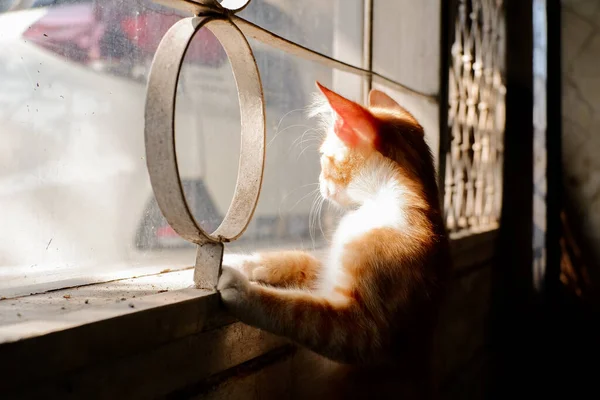 Желто Оранжевая Кошка Любопытно Смотрит Улицу Ожидании Своего Хозяина — стоковое фото