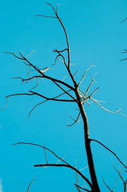 Çok güzel bir sonbahar ağacının dalına karşı açık mavi bir arka plan.