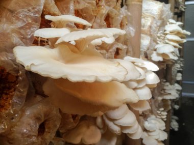 Çiçekli beyaz istiridye mantarı mantar evinde hasat için toplanmaya hazır.