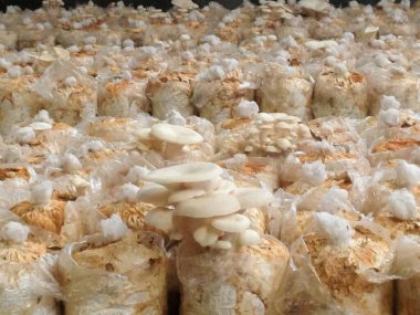 İstiridye mantarları hasat edildikten sonra ev atmosferine girdi ve iş için çok para kazandı.