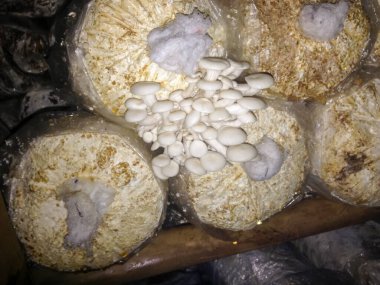 Hasattan önce istiridye tarımının içinde.