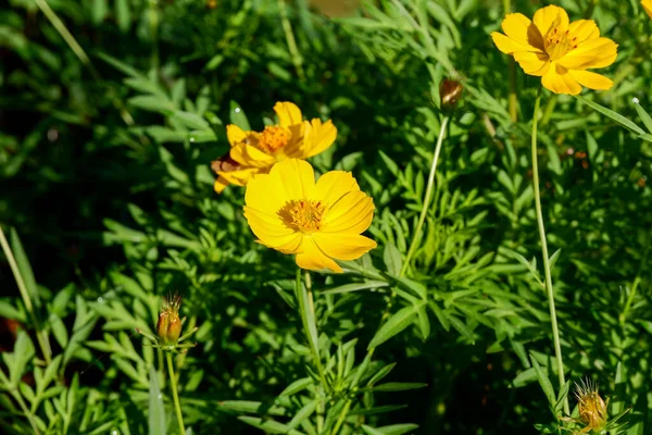 Gelbe Blüten Die Den Tropen Der Trockenzeit Blühen — Stockfoto