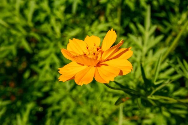 Tett Inntil Vakker Gul Blomst Som Blomstrer Hagen – stockfoto