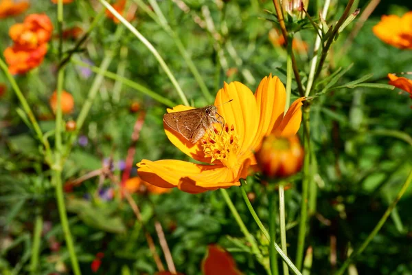 Butterfly Sucking Nectar Beautiful Yellow Flowers — Stock Photo, Image