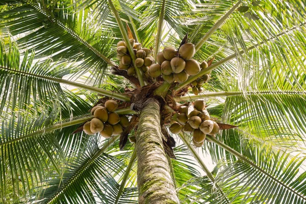 coconut tree with a wild leaves in tropical island