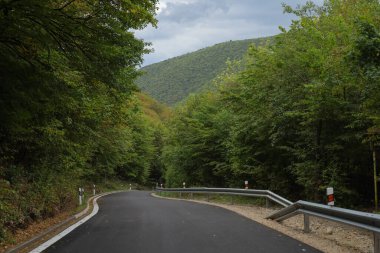 Yazın güzel doğası yol kenarındaki ormanda