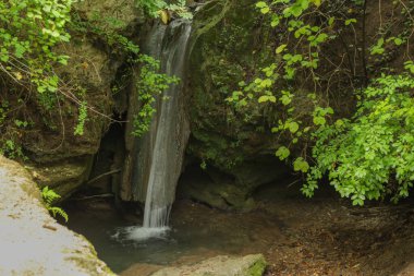 Yazın güzel doğası yol kenarındaki ormanda