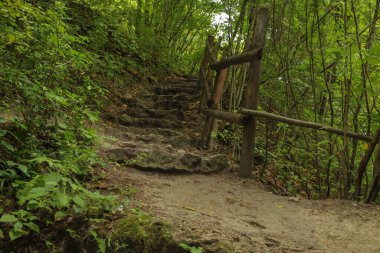 Yazın güzel doğası yol kenarındaki ormanda
