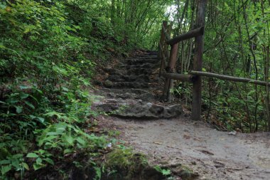 Yazın güzel doğası yol kenarındaki ormanda