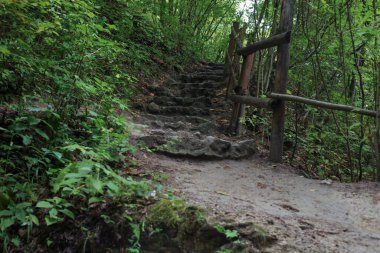 Yazın güzel doğası yol kenarındaki ormanda