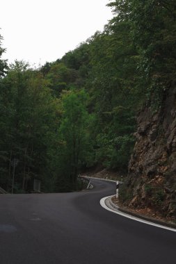 Doğa yaz orman yolu