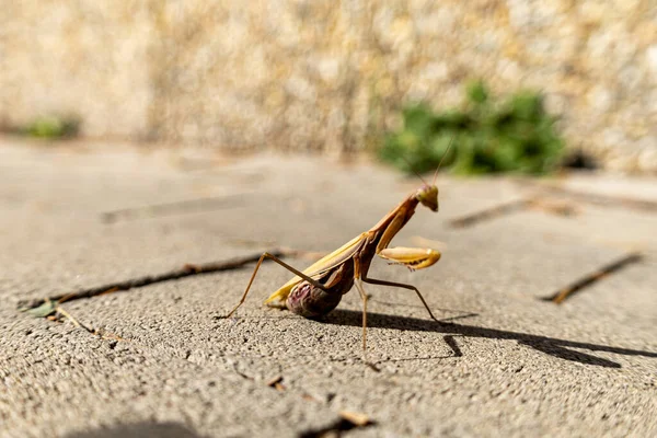 Una Hermosa Mantis Religiosa Que Toma Sol Finge Ser Invisible —  Fotos de Stock