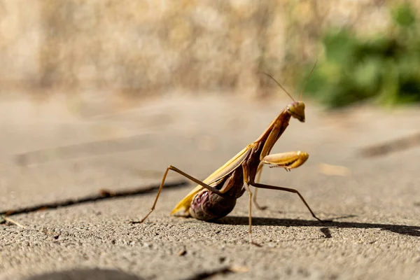 一只美丽的祈祷的螳螂 沐浴在阳光下 假装看不见 — 图库照片