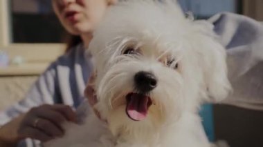 Evde küçük bir köpeği tımar etmek.