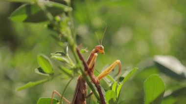 Güneşin tadını çıkaran ve görünmez gibi davranan güzel bir peygamberdevesi.