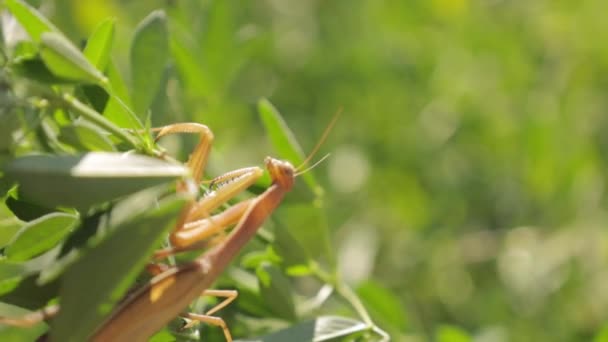 Beautiful Praying Mantis Basks Sun Pretends Invisible — Stock Video