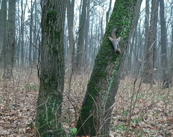 秋の森の古い木の幹をリスが歩く — ストック写真