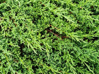 Ardıç yeşilinin dallarının arkaplanı.